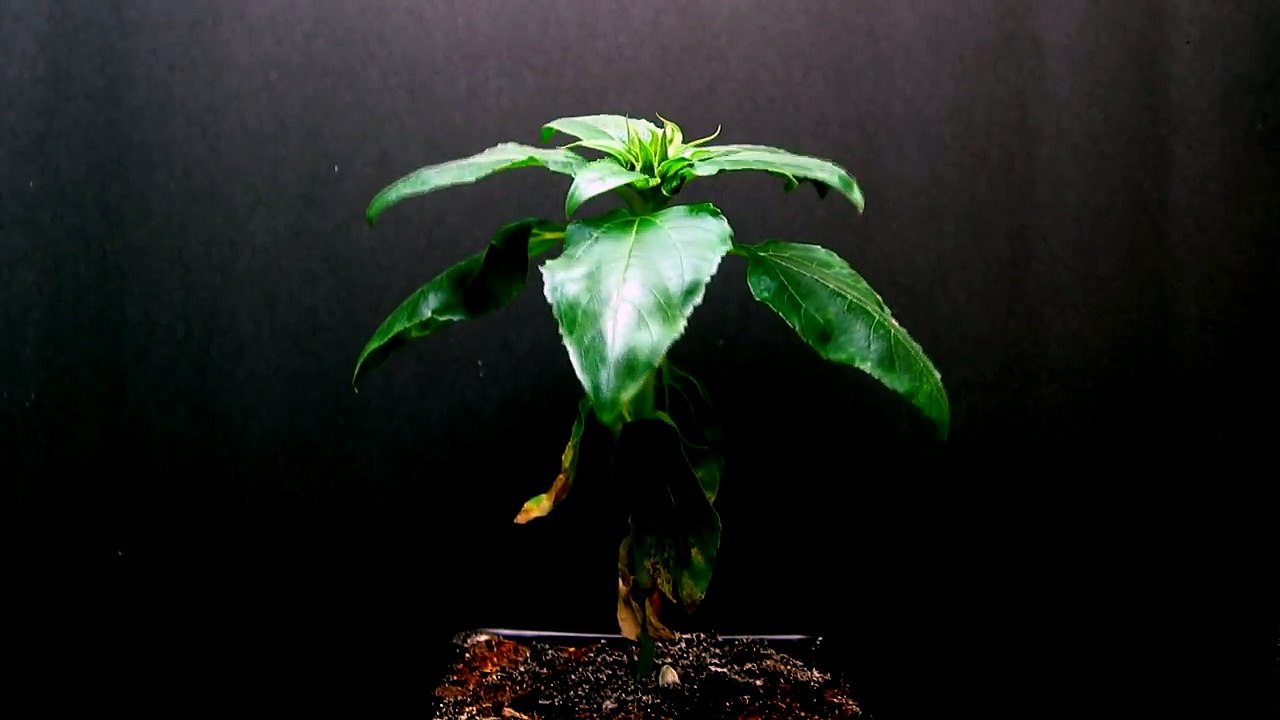 Time Lapse of Sunflower from Seed to Flower