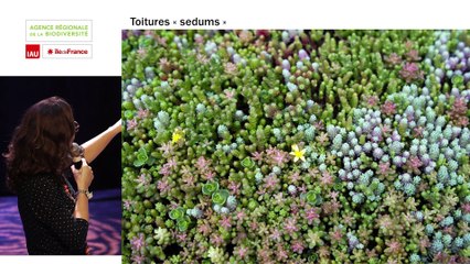Conférence publique : La toiture végétalisée, véritable écosystème urbain ? (2/2)