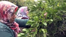 Doğada kendiliğinden yetişiyor, yağı Fransa'ya satılıyor - HATAY