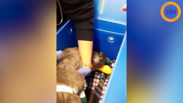 Une femme retrouve son chat qui s'était enfui lors d'un feu de forêt en Californie !