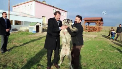 'Kangal köpeğini hak ettiği yere getireceğiz' - SİVAS
