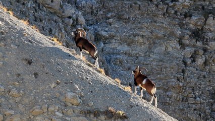 Deux mouflons...