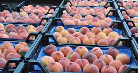 Rusya'ya 10 Ayda En Çok Şeftali Satıldı