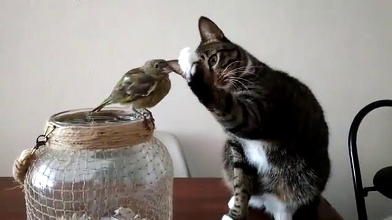 Câ entre un chat et un petit oiseau...