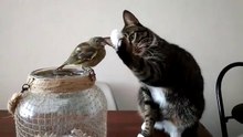 Câ entre un chat et un petit oiseau...