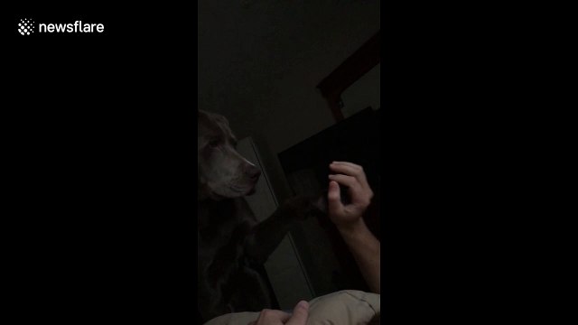 Dog gets over-excited when his owner mentions food