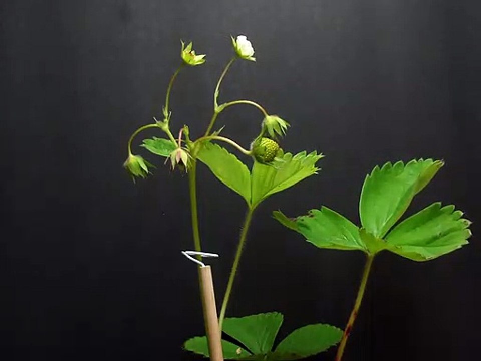 Time Lapse of Strawberry Plant
