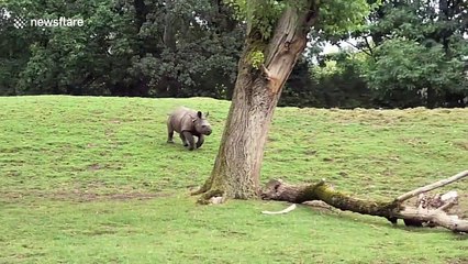 Baby rhino pretends to be stuck to get his mum's attention