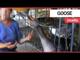 Video shows geese being force-fed at a French foie gras farm | SWNS TV