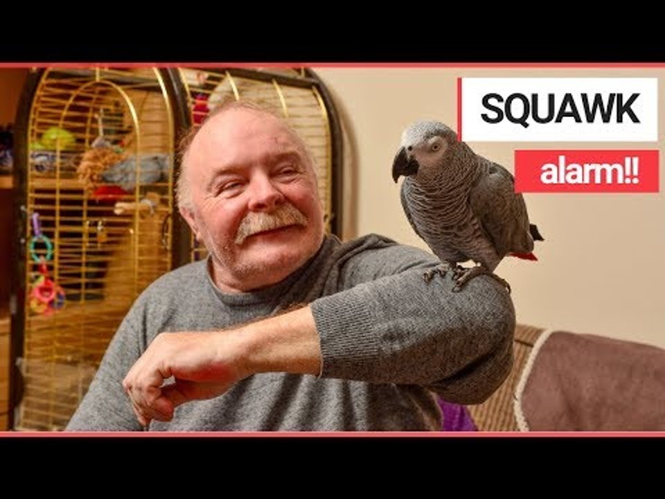 Firefighters Rushed Out to Find Parrot MIMICKING a FIRE ALARM! | SWNS TV