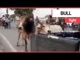 Two bulls have a fight in the middle of a road | SWNS TV