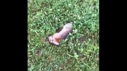crazy rabbit dance