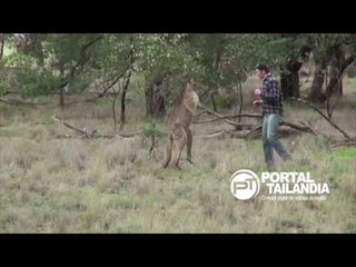 Homem vs Canguru: Homem dá soco no animal que feria um cachorro