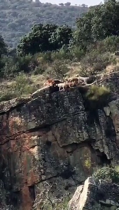 Des chiens et un cerf tombent d'une falaise pendant lors d'une chasse à courre