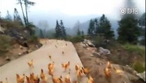 Funny Video: Chickens Swarming a Mountain Side To Eat | Les Anges