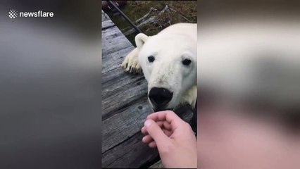 Station worker's surprise close encounter with huge polar bear on Arctic island