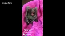 Sleepy baby bat orphan slowly wakes up