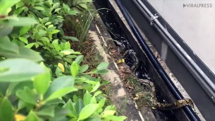 Python Swims Through Drain At Petrol Station