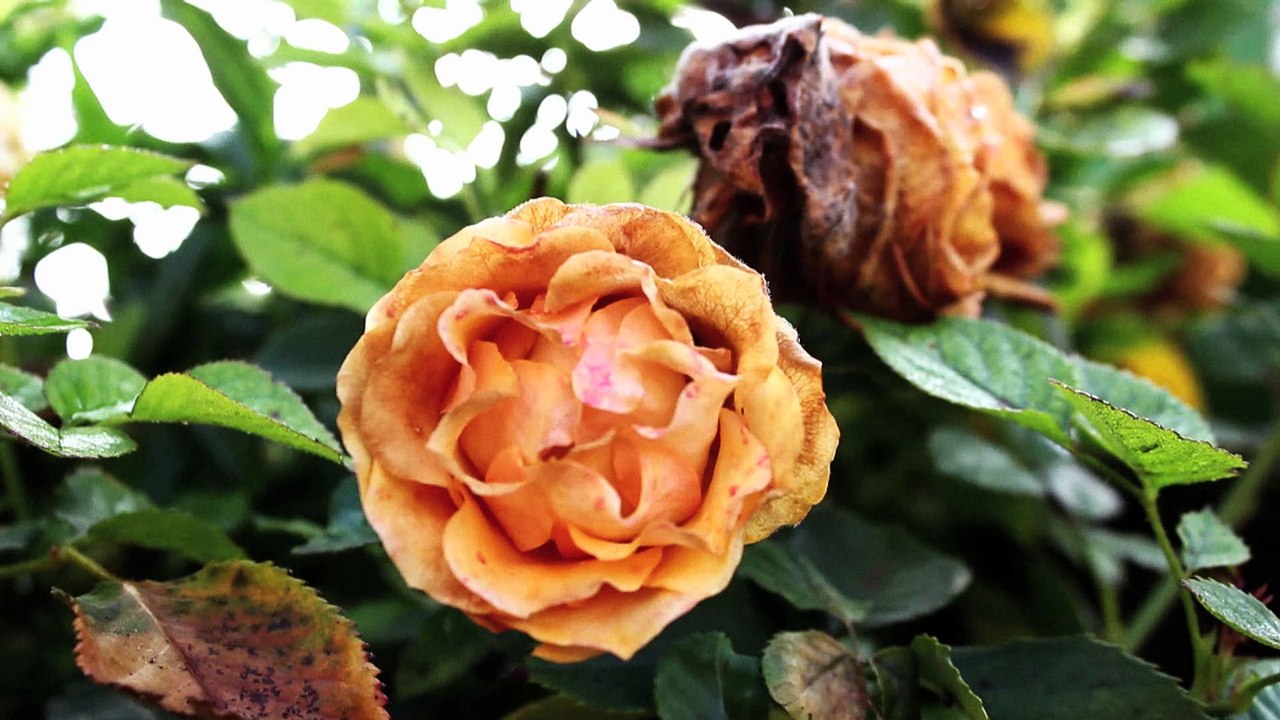 Gärung - Aus Liebe zum Wein  Folge 04 /Ganzer Film/Full Film/Complete Movie