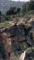Scandale en Espagne: Un chasseur pousse ses chiens à acculer un cerf au bord d'une falaise... Les chiens et leur proie tombent et se tuent... - VIDEO