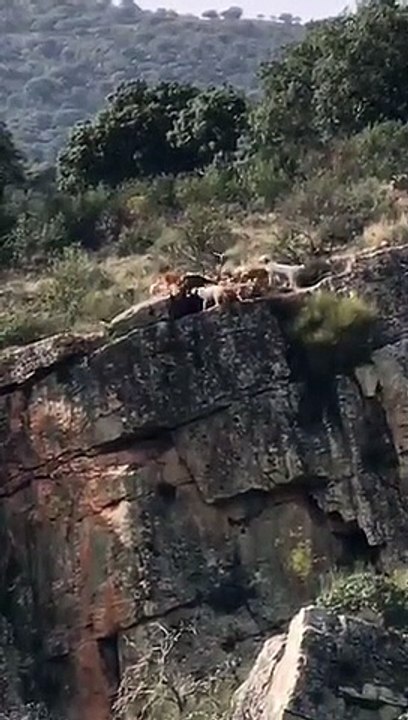 Scandale en Espagne: Un chasseur pousse ses chiens à acculer un cerf au bord d'une falaise... Les chiens et leur proie tombent et se tuent... - VIDEO