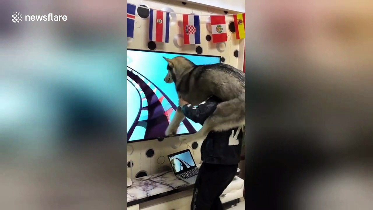 Man creates human roller-coaster for his husky