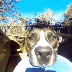 Cachorro rouba GoPro e deixa a Internet louca com o vídeo que ele gravou