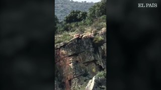 Una cacería termina con 12 perros y un ciervo despeñados en un barranco en Cáceres