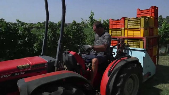 Etichette vino: l'Ue rettifica