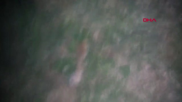 Antalya 'Köpeğin Pati ve Ayaklarını Keseni Görüp de İhbar Edene Para Ödülü Vereceğiz'e Ayaklarını...