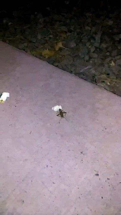 Cricket Steals Cinema Snack