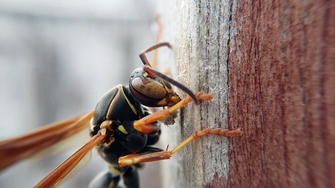Paper Nest Wasp Gathers Supplies For Nest