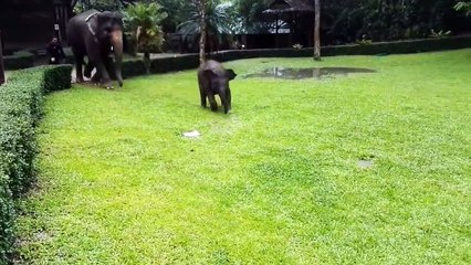 Un soigneur s'amuse avec un éléphanteau - Thaïlande