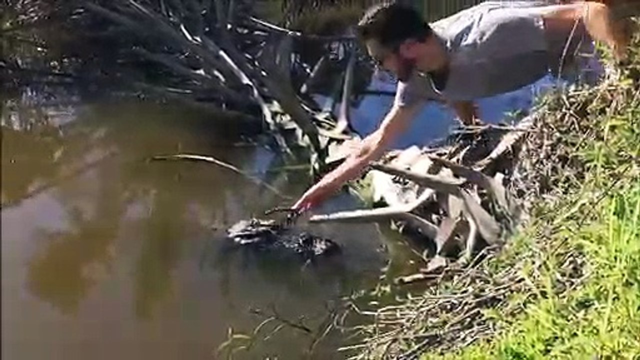 Il tente de mettre des lunettes à un crocodile ! Défi risqué