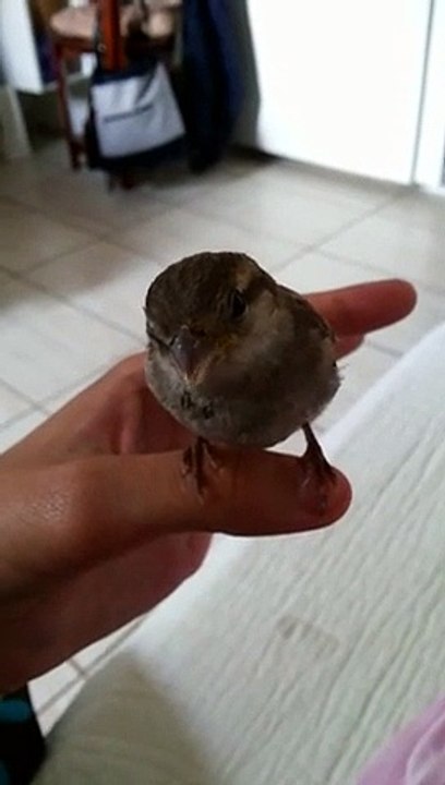 Ce moineau se pose sur sa main et l'écoute chanter