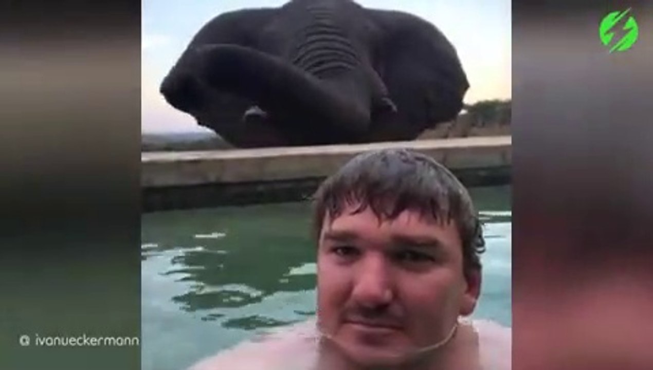 Quand un éléphant vient boire dans la piscine où tu te baignes