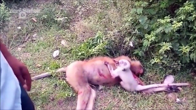 Ce bébé singe ne comprend pas que sa mère est morte ... Tellement émouvant