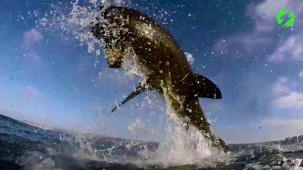 Il réussi à filmer le saut d'un grand requin blanc... Magnifique