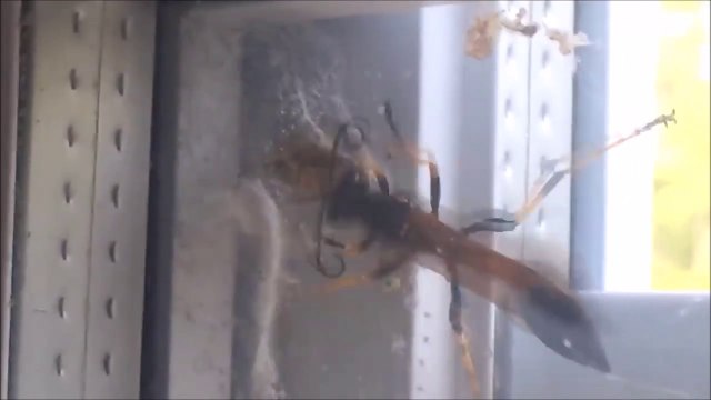 Une guêpe géante vient dévorer une araignée... Combat d'insectes terrifiants