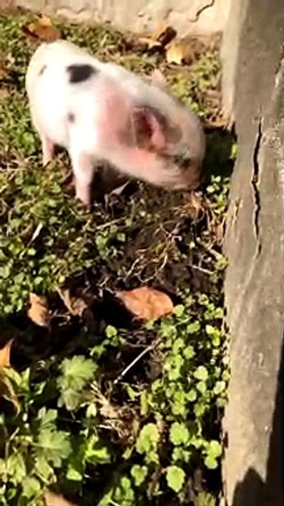 Peppa the pig just rooting around video!
