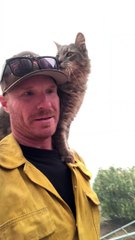 Cat Rescued From Paradise Fires Perches on Fireman