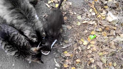 A big cat family walks. [Cat life on the street]