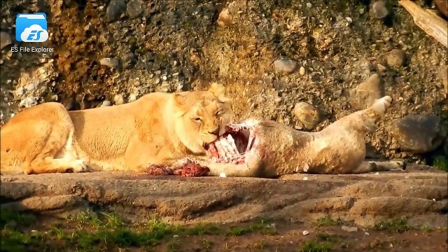 Wild animals in 4k ultra HD 30fps wildlife in 4k