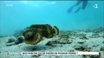 Poisson pierre, quels sont les premiers gestes à adopter ?