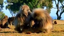 Animal Fight Club S02 E04