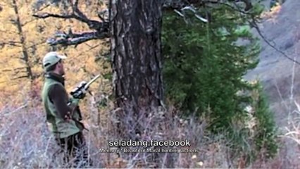 Memory !  Some beautiful Alpine ibex, Markhor,Red deer Animal,Maral hunting actions