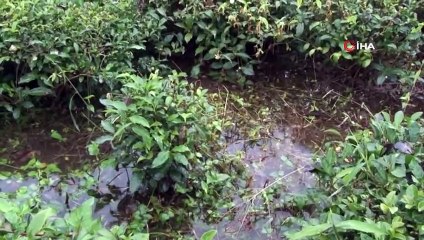 Rize'de Şiddetli Yağmur Sonrası Tarım Arazilerini ve Bir Evi Su Bastı