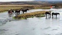 Kars'ta Yılkı Atları Doğal Ortamında Görüntülendi