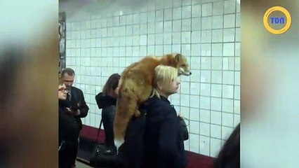 Un renard prend le métro sans pression !