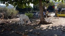 Karabaş İsimli Köpek ve Oğlak Efenin Dostluğu Görenleri Şaşırtıyor
